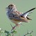 Indian Bushlark